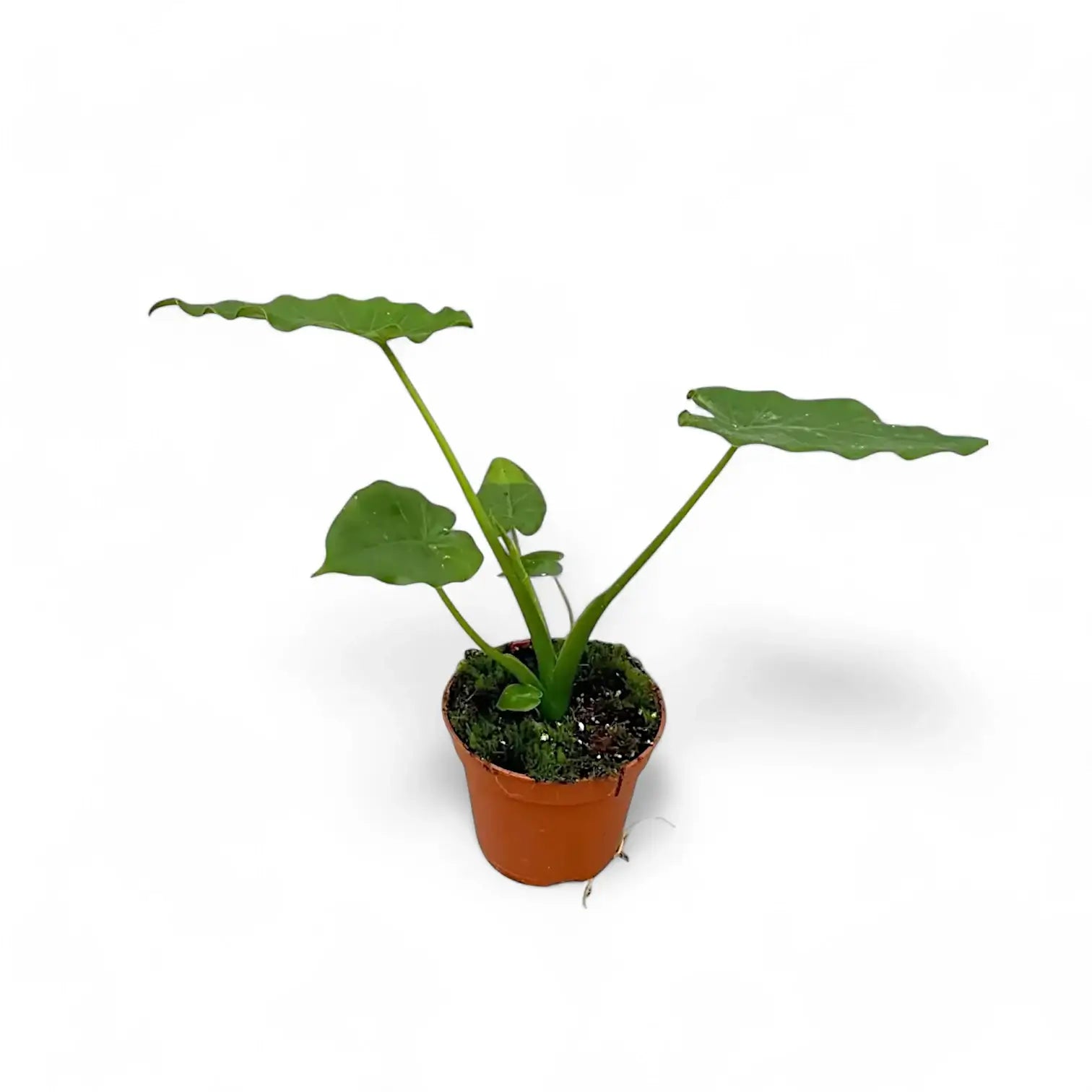 Alocasia odora 'California' potted plant in nursery pot on white background.