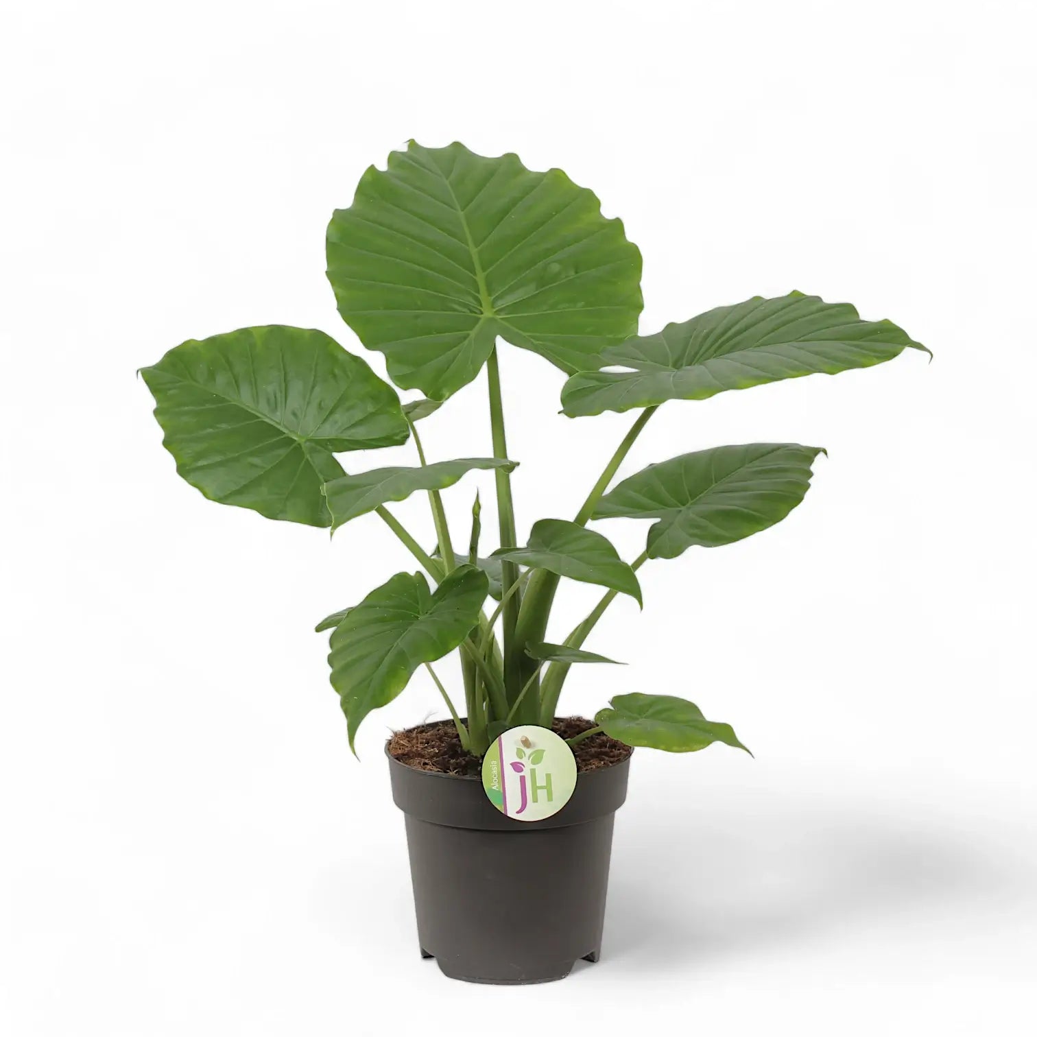 Alocasia odora 'California' potted plant in nursery pot on white background.