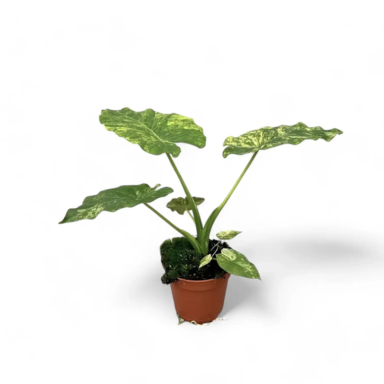 Alocasia odora 'California Variegata Aurea' potted plant in nursery pot on white background.