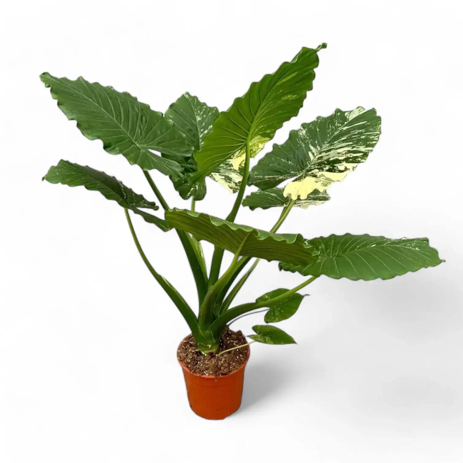 Alocasia odora 'California Variegata Aurea' potted plant in nursery pot on white background.