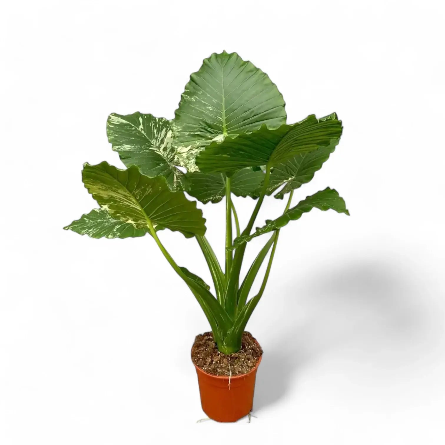 Alocasia odora ‘California Variegata’ variegata potted plant in nursery pot on white background.