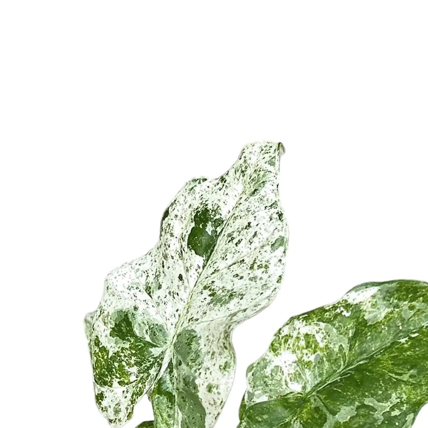 Alocasia odora variegata 'Batik' leaf detail on white background.