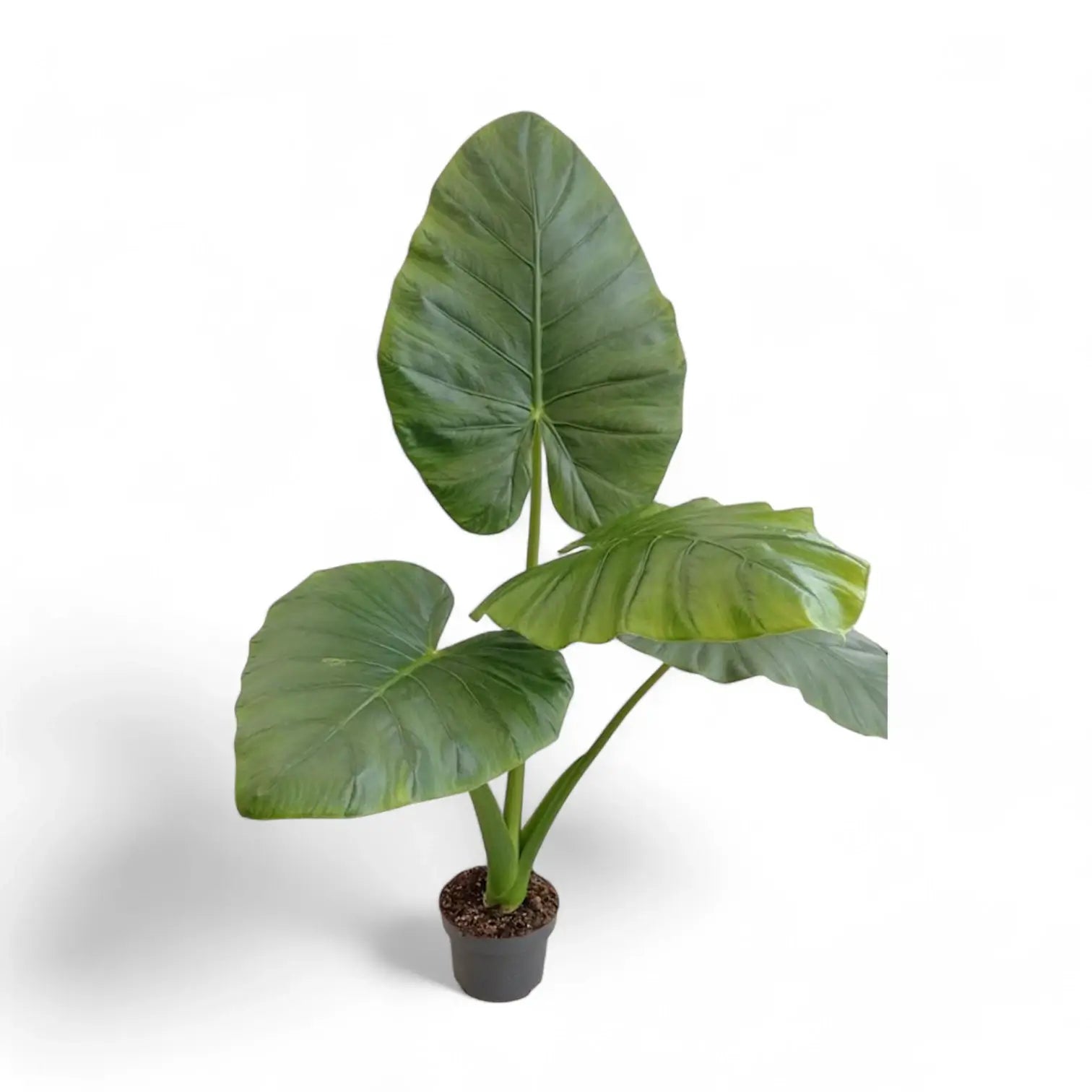 Alocasia 'Opal beauty' potted plant in nursery pot on white background.