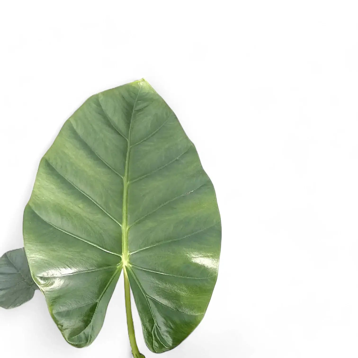 Alocasia 'Opal beauty' potted plant in nursery pot on white background.