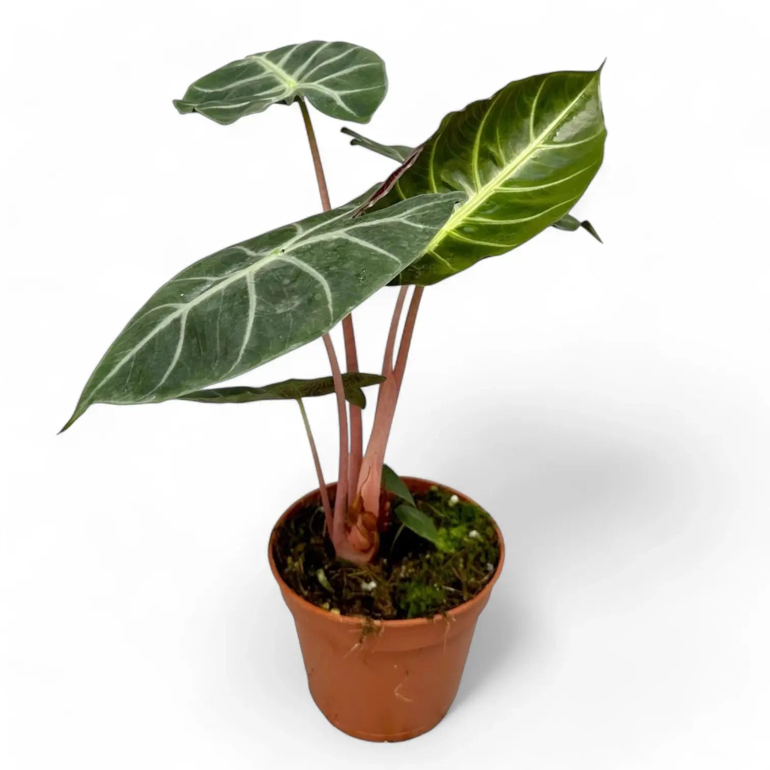 Alocasia 'Pink Dragon' ('Aurora') potted plant in nursery pot on white background.