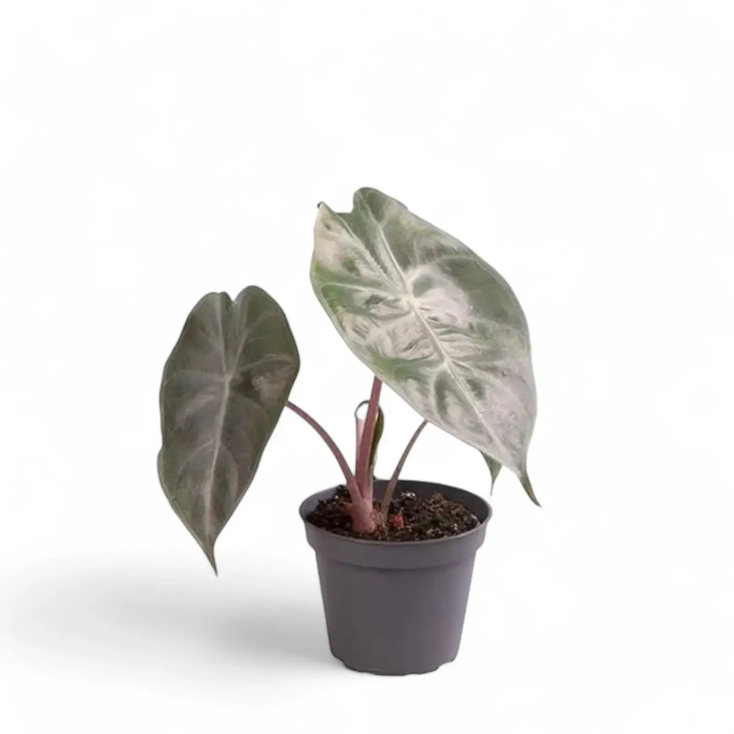 Alocasia 'Pink Dragon' ('Aurora') potted plant in nursery pot on white background.