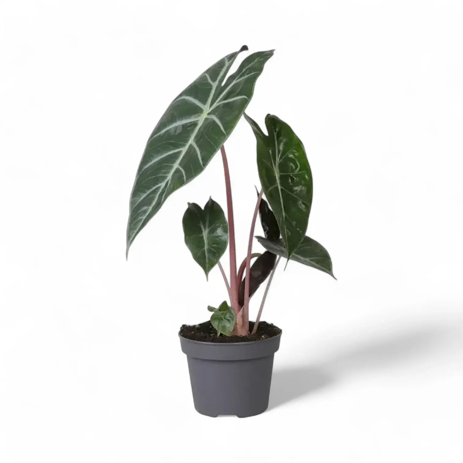 Alocasia 'Pink Dragon' ('Aurora') potted plant in nursery pot on white background.