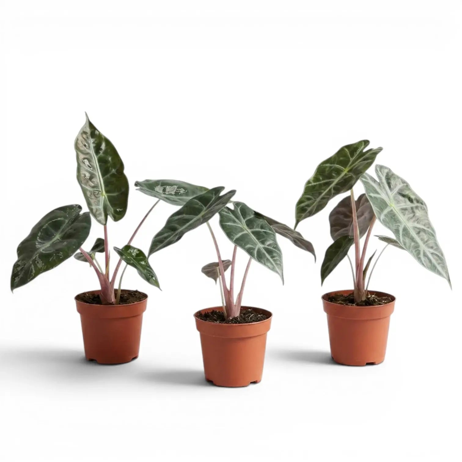 Drei kleine Jungpflanzen von Alocasia 'Pink Dragon' in Töpfen mit grünen Blättern und rosa Blattstielen vor weißem Hintergrund