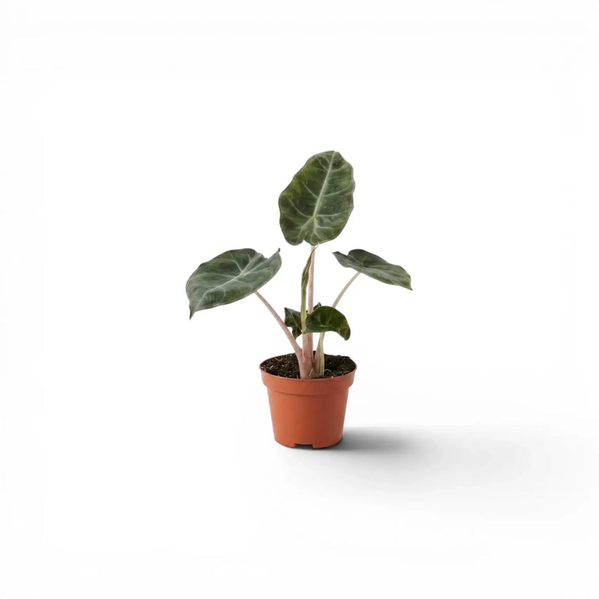 Kleine Jungpflanze von Alocasia 'Pink Dragon' im Topf mit grünen Blättern und rosa Blattstielen vor weißem Hintergrund