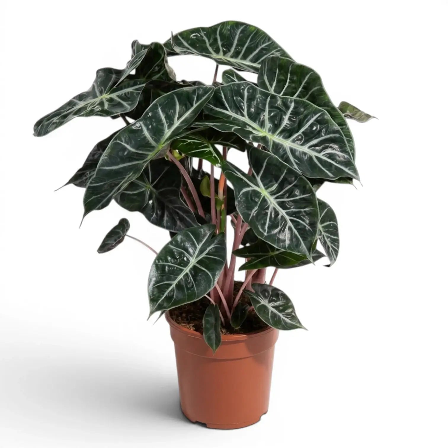 Große Alocasia 'Pink Dragon' im Topf mit grünen Blättern und rosa Blattstielen vor weißem Hintergrund