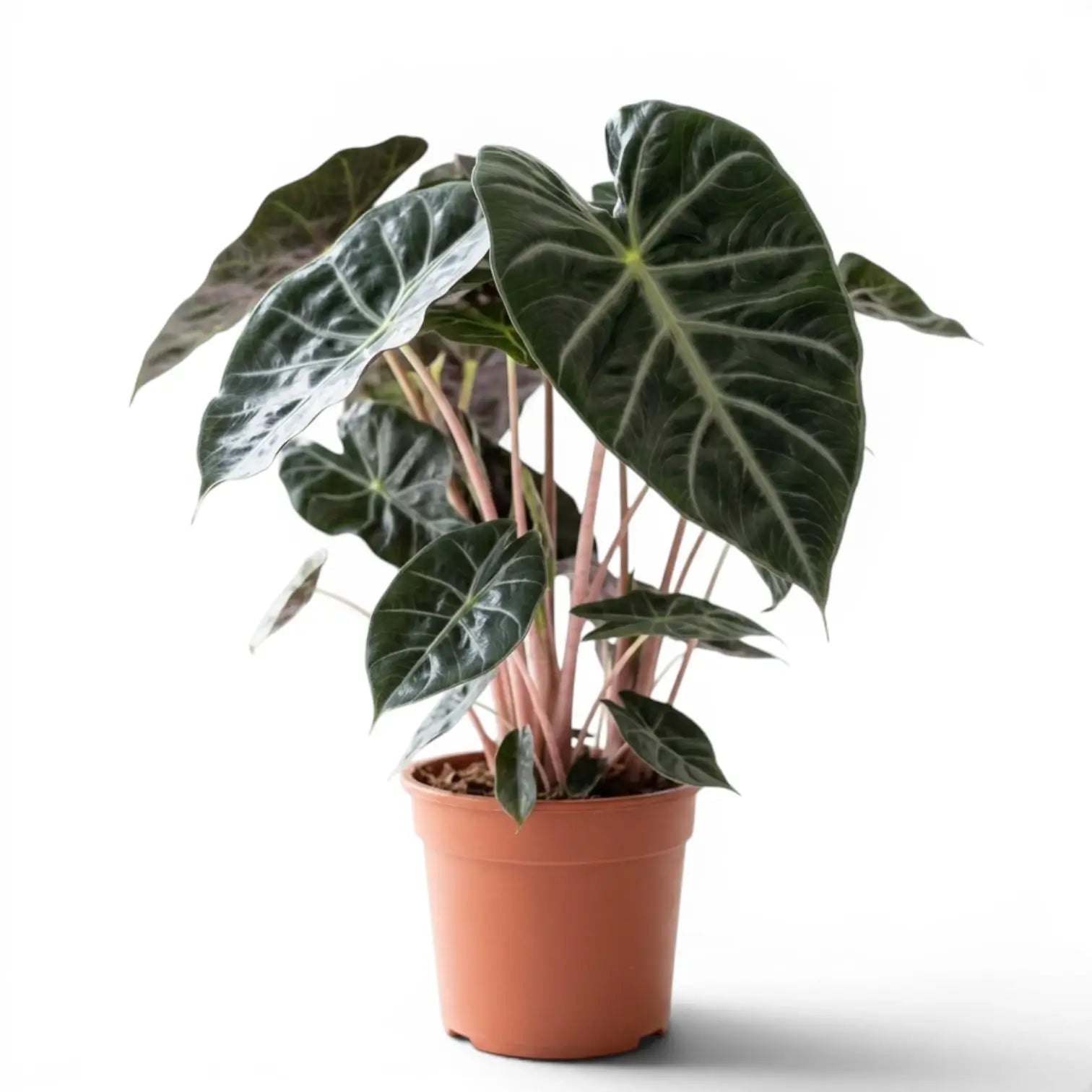 Große Alocasia 'Pink Dragon' im Topf mit grünen Blättern und rosa Blattstielen vor weißem Hintergrund