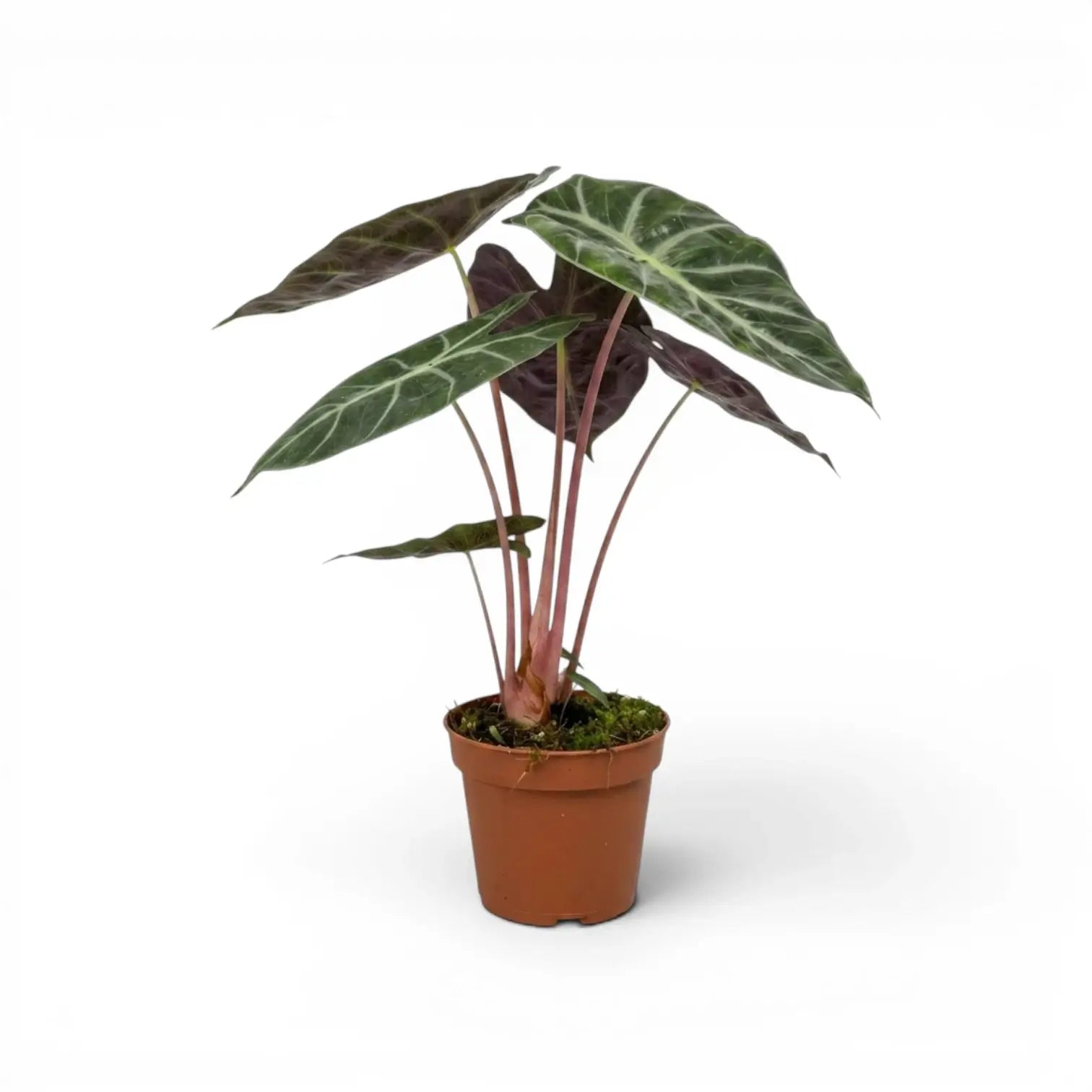 Alocasia 'Pink Dragon' im Topf mit grünen Blättern und rosa Blattstielen vor weißem Hintergrund
