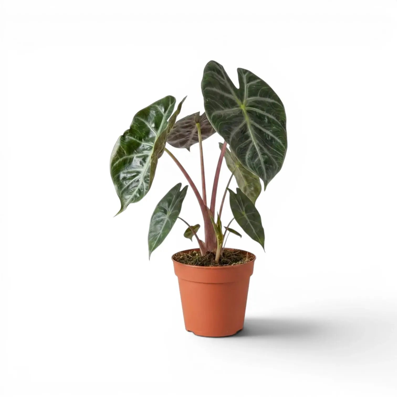 Alocasia 'Pink Dragon' im Topf mit grünen Blättern und rosa Blattstielen vor weißem Hintergrund