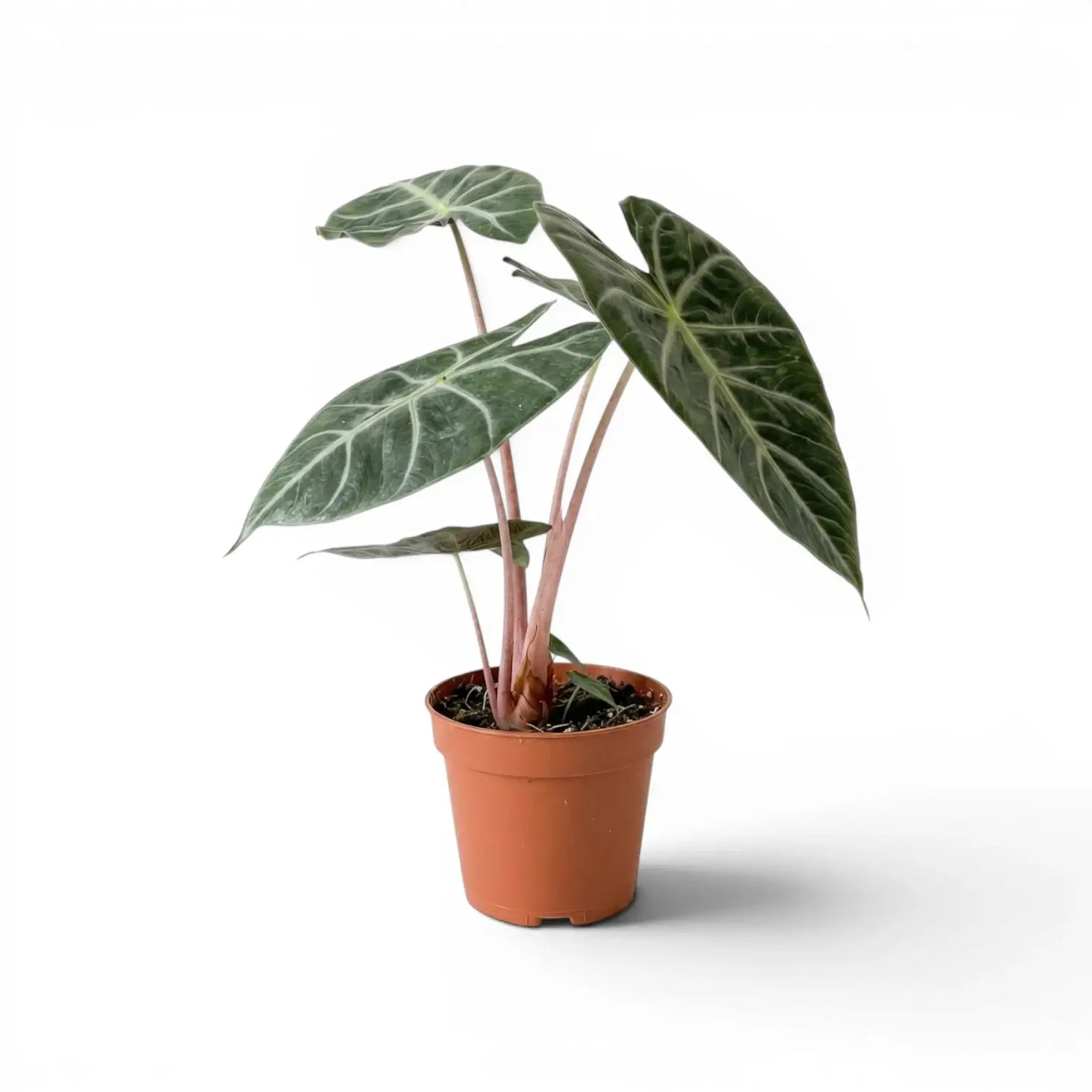 Alocasia 'Pink Dragon' im Topf mit grünen Blättern und rosa Blattstielen vor weißem Hintergrund