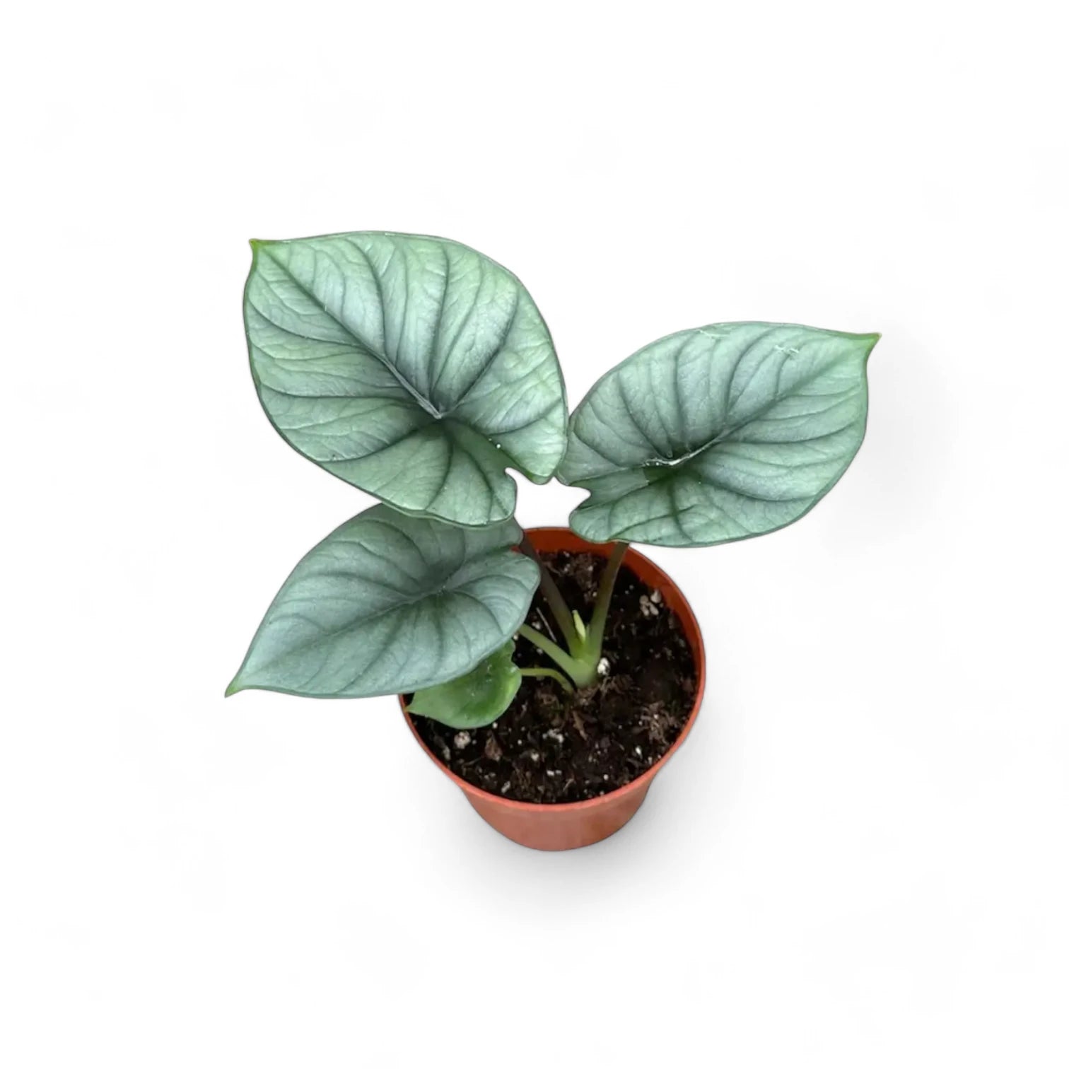 Alocasia 'Platinum' potted plant in nursery pot on white background.