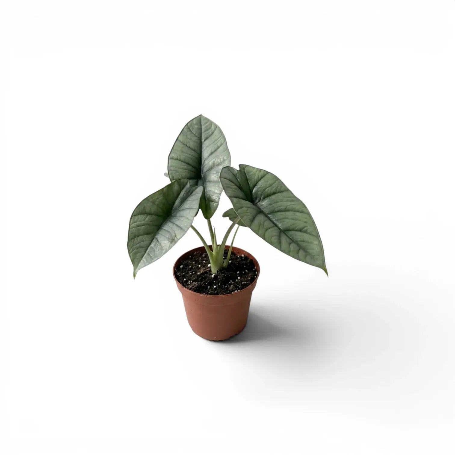 Alocasia Platinum Baby-Pflanze im Kulturtopf vor weißem Hintergrund