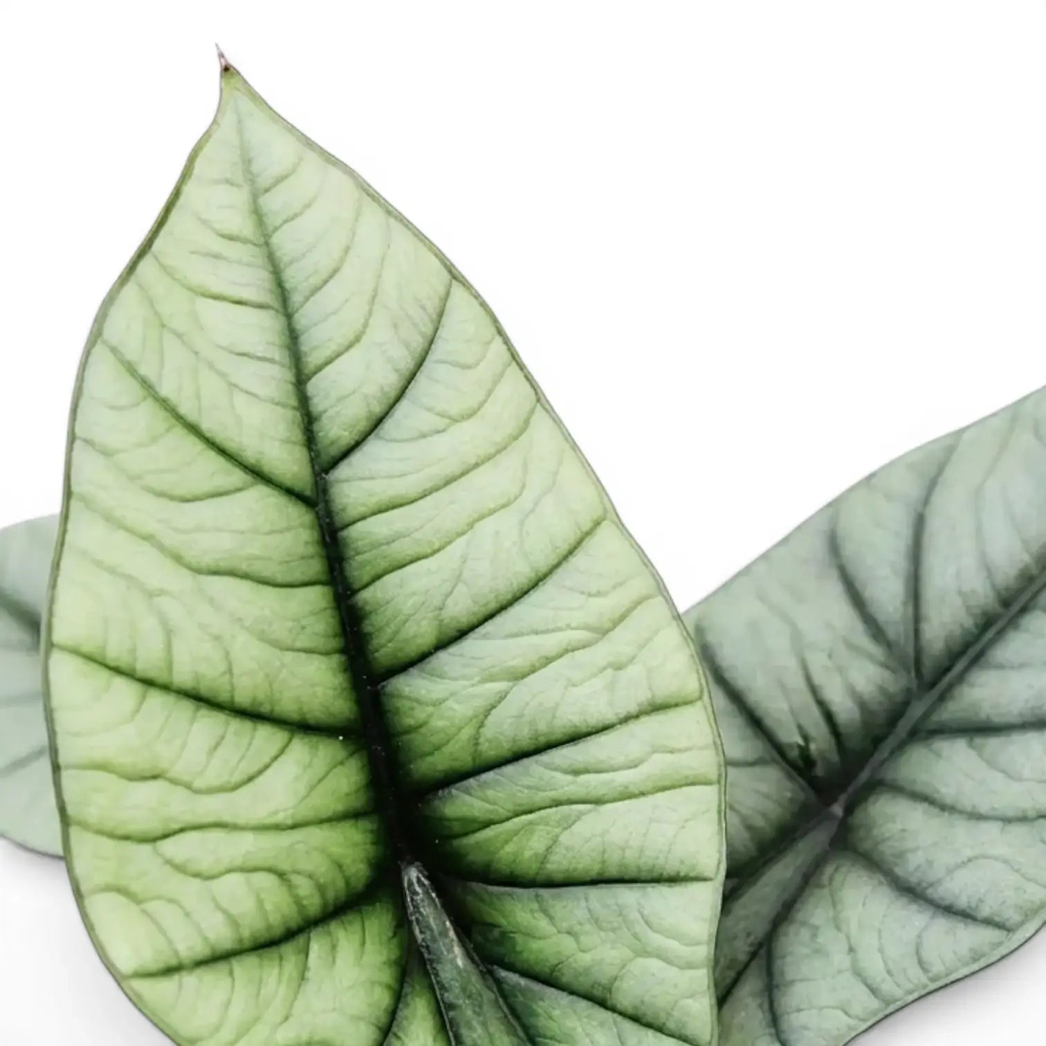 Nahaufnahme silbriger Blätter von Alocasia Platinum vor weißem Hintergrund