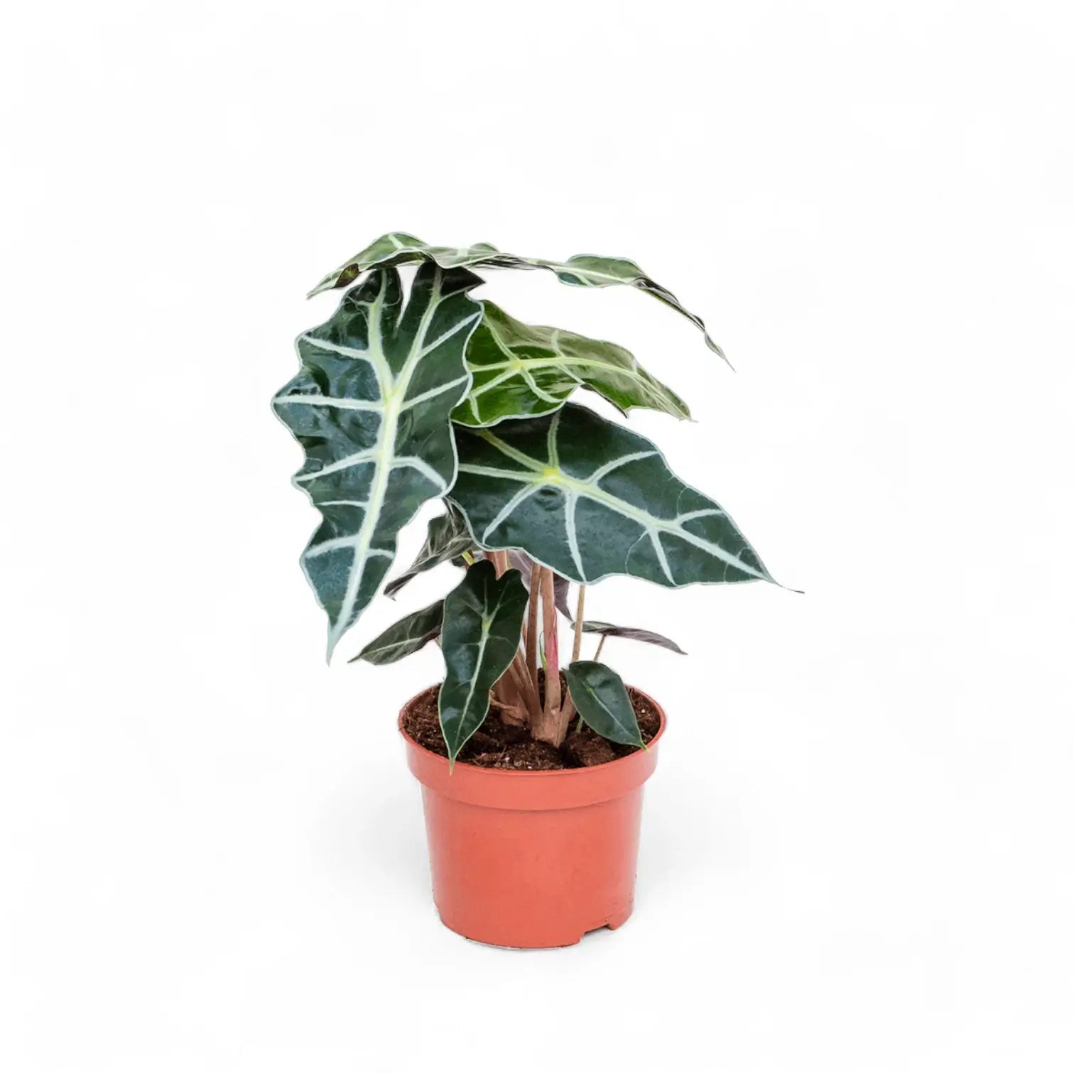 Alocasia 'Polly' potted plant in nursery pot on white background.
