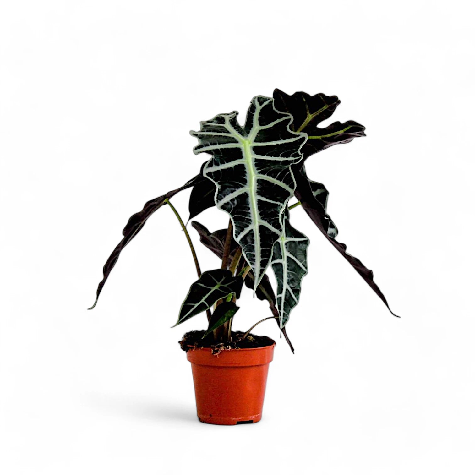 Alocasia 'Polly' potted plant in nursery pot on white background.
