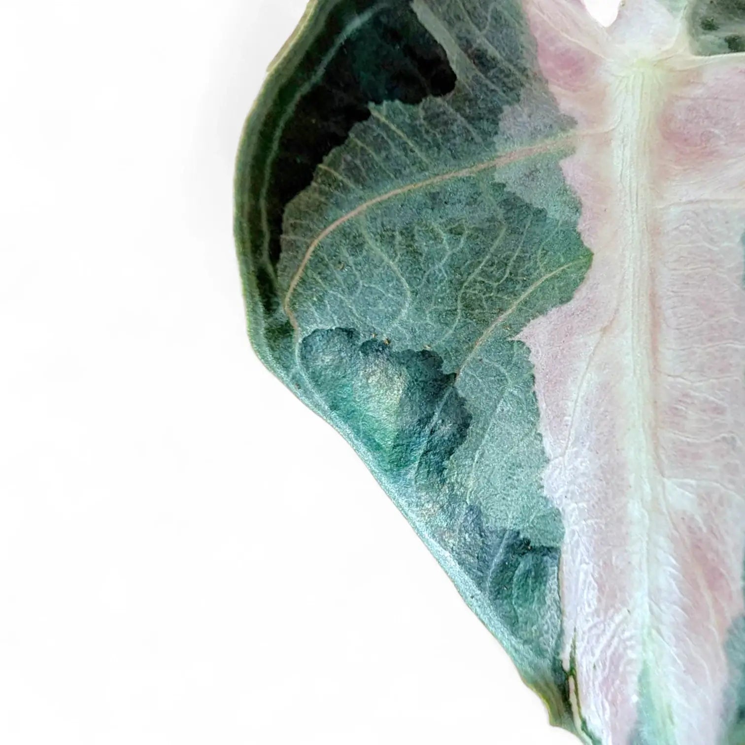 Alocasia 'Polly' Albo/ Pink Variegata potted plant in nursery pot on white background.