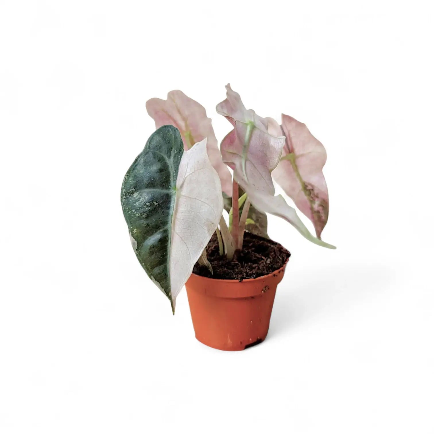 Alocasia 'Polly' Albo/ Pink Variegata potted plant in nursery pot on white background.