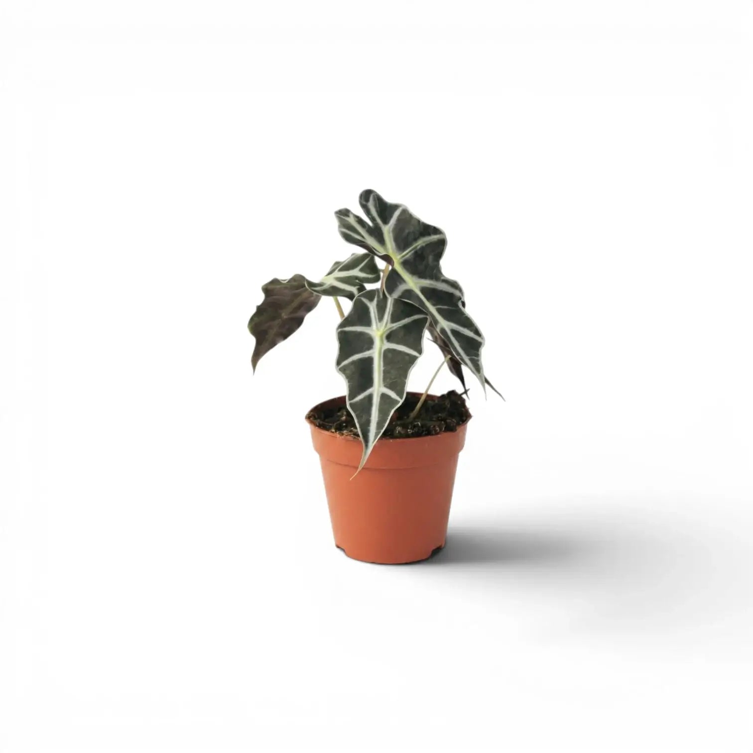 Kleine Alocasia Polly Jungpflanze im Topf mit dunkelgrünen Blättern auf weißem Hintergrund