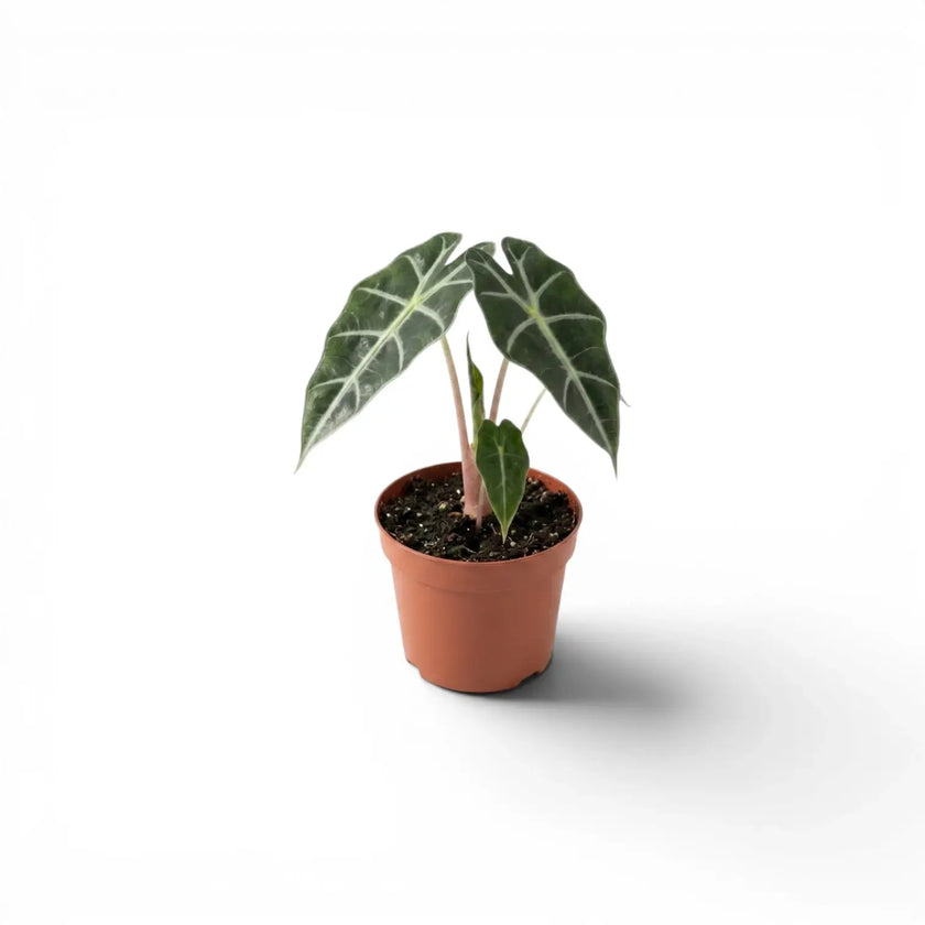 Alocasia 'Polly'