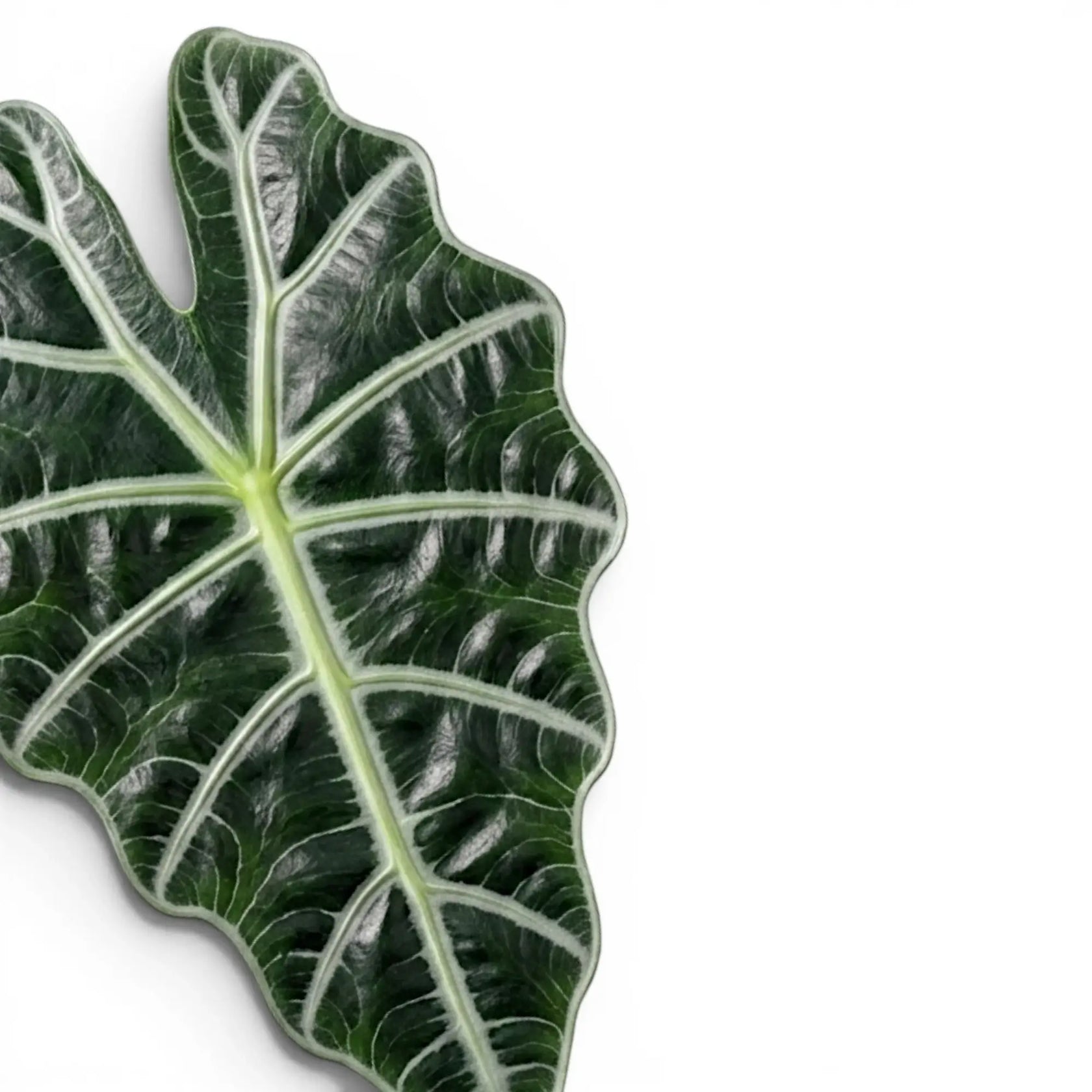 Nahaufnahme eines großen grünen Blattes der Alocasia Polly mit weißen Blattadern auf weißem Hintergrund