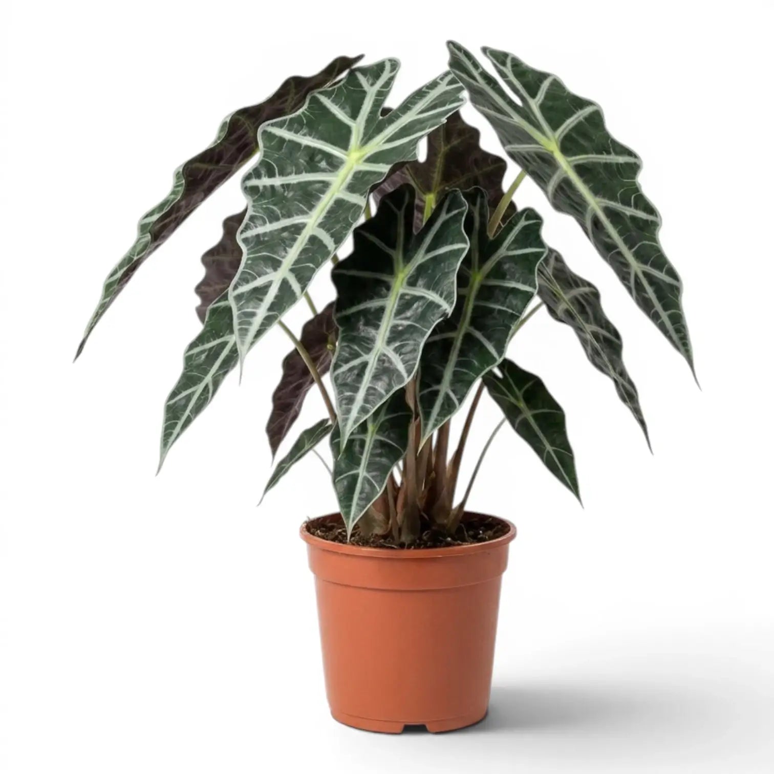 Große Alocasia Polly im Topf mit dunkelgrünen Blättern auf weißem Hintergrund