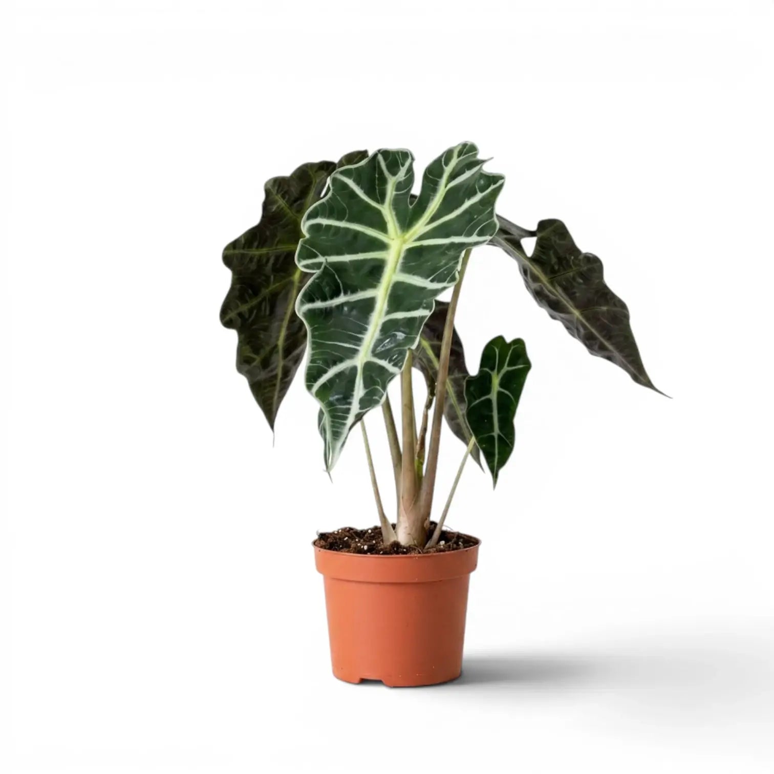 Alocasia Polly im Topf mit dunkelgrünen Blättern auf weißem Hintergrund