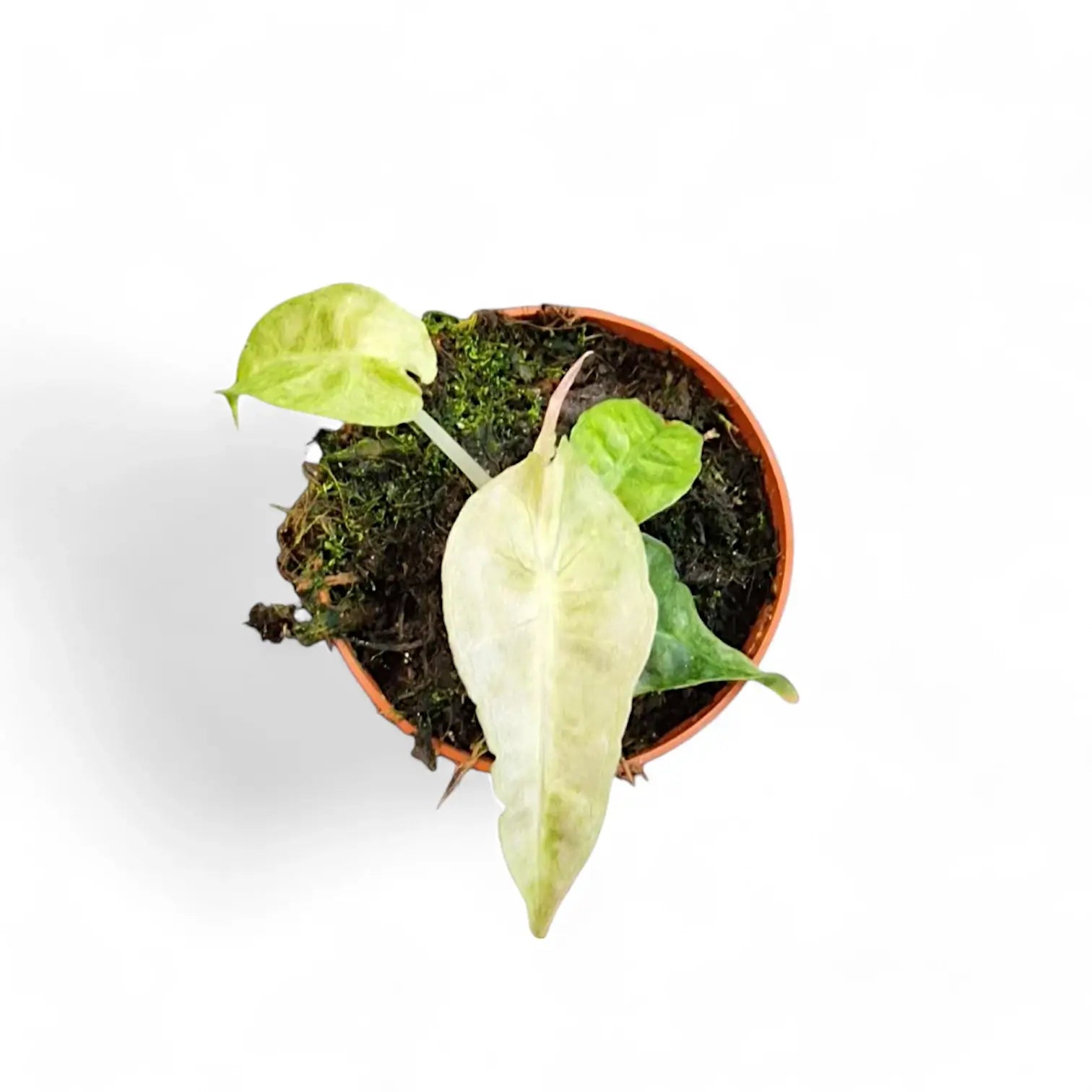 Alocasia 'Polly' variegata aurea potted plant in nursery pot on white background.