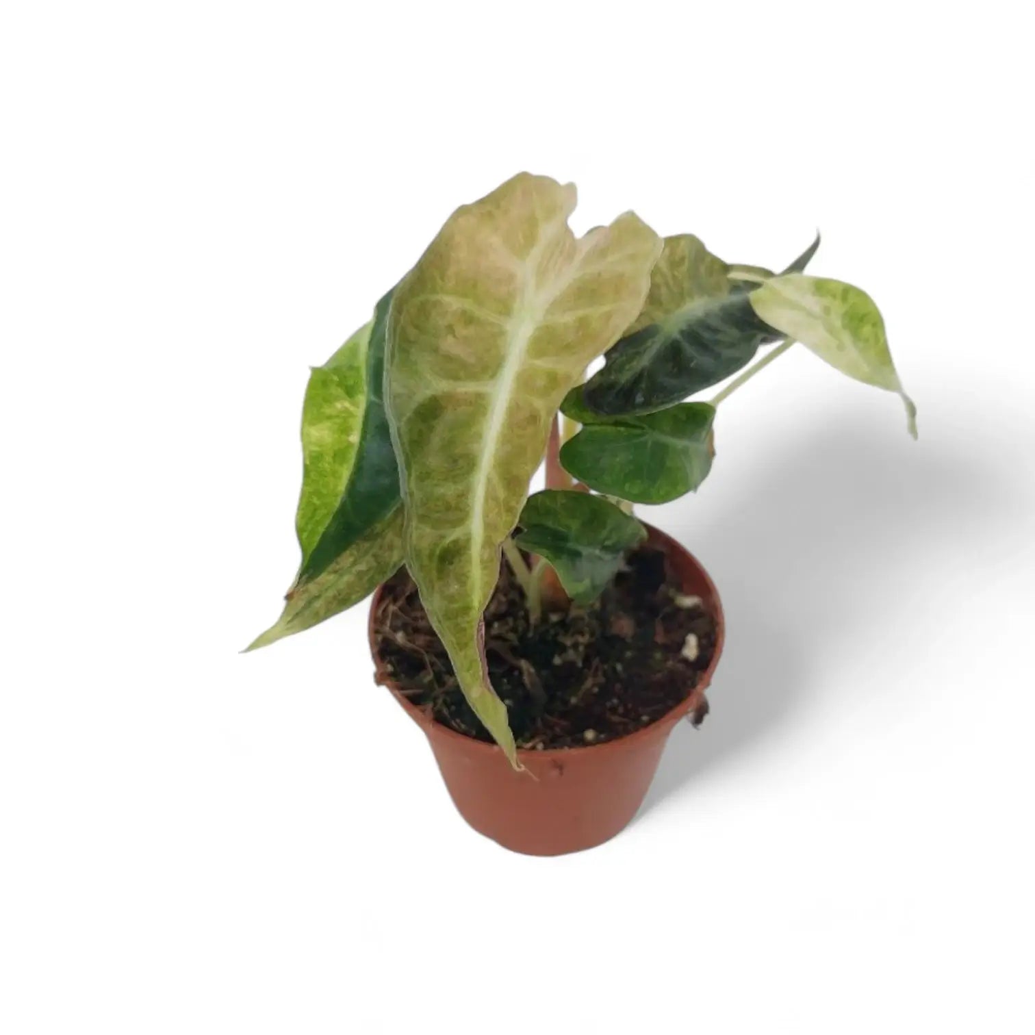 Alocasia 'Polly' variegata aurea potted plant in nursery pot on white background.