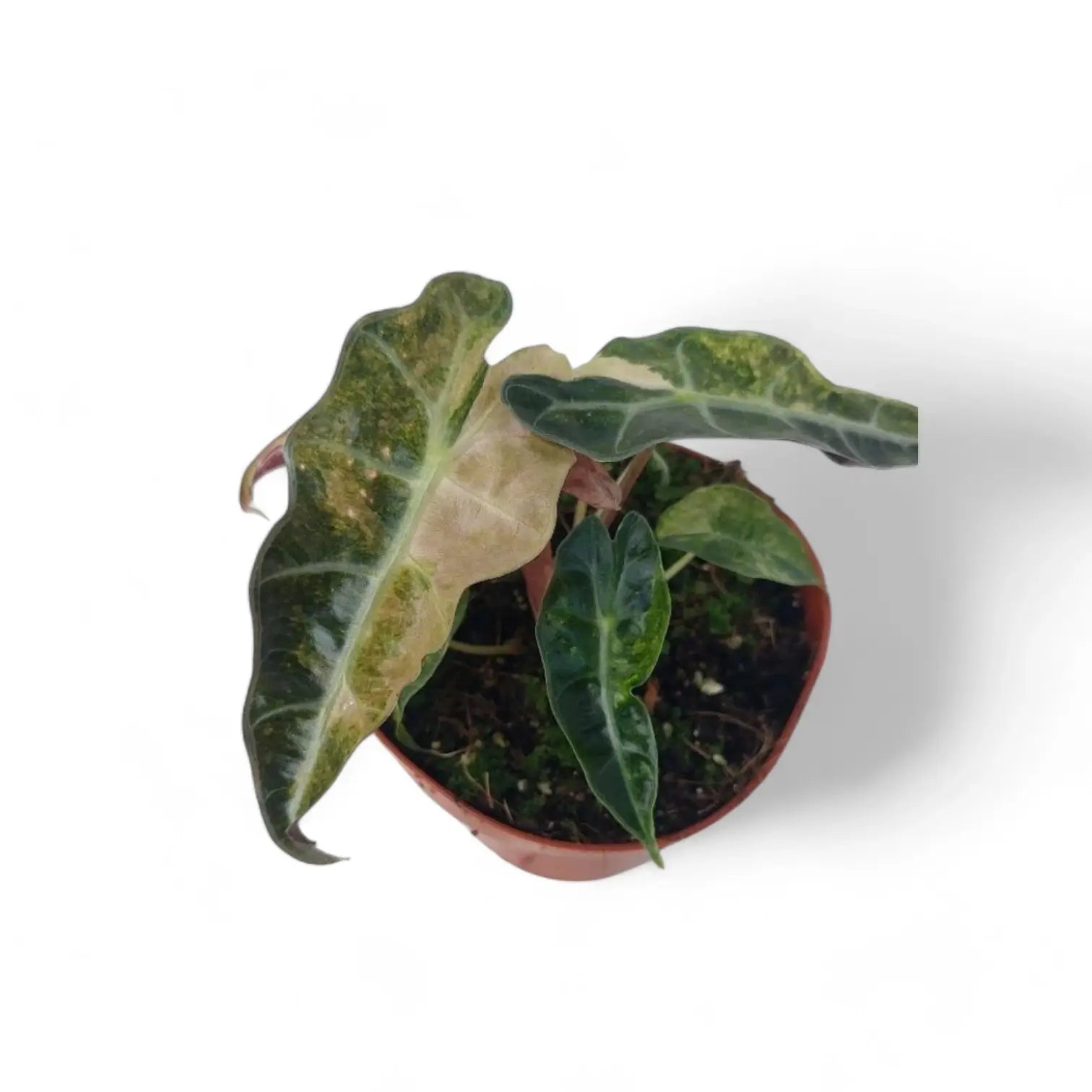 Alocasia 'Polly' variegata aurea potted plant in nursery pot on white background.