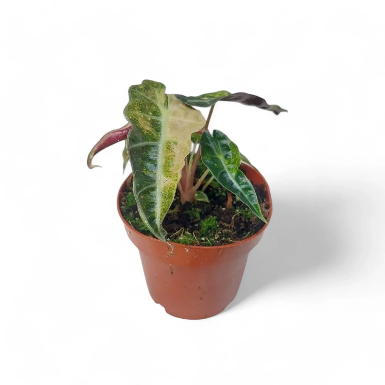 Alocasia 'Polly' variegata aurea potted plant in nursery pot on white background.