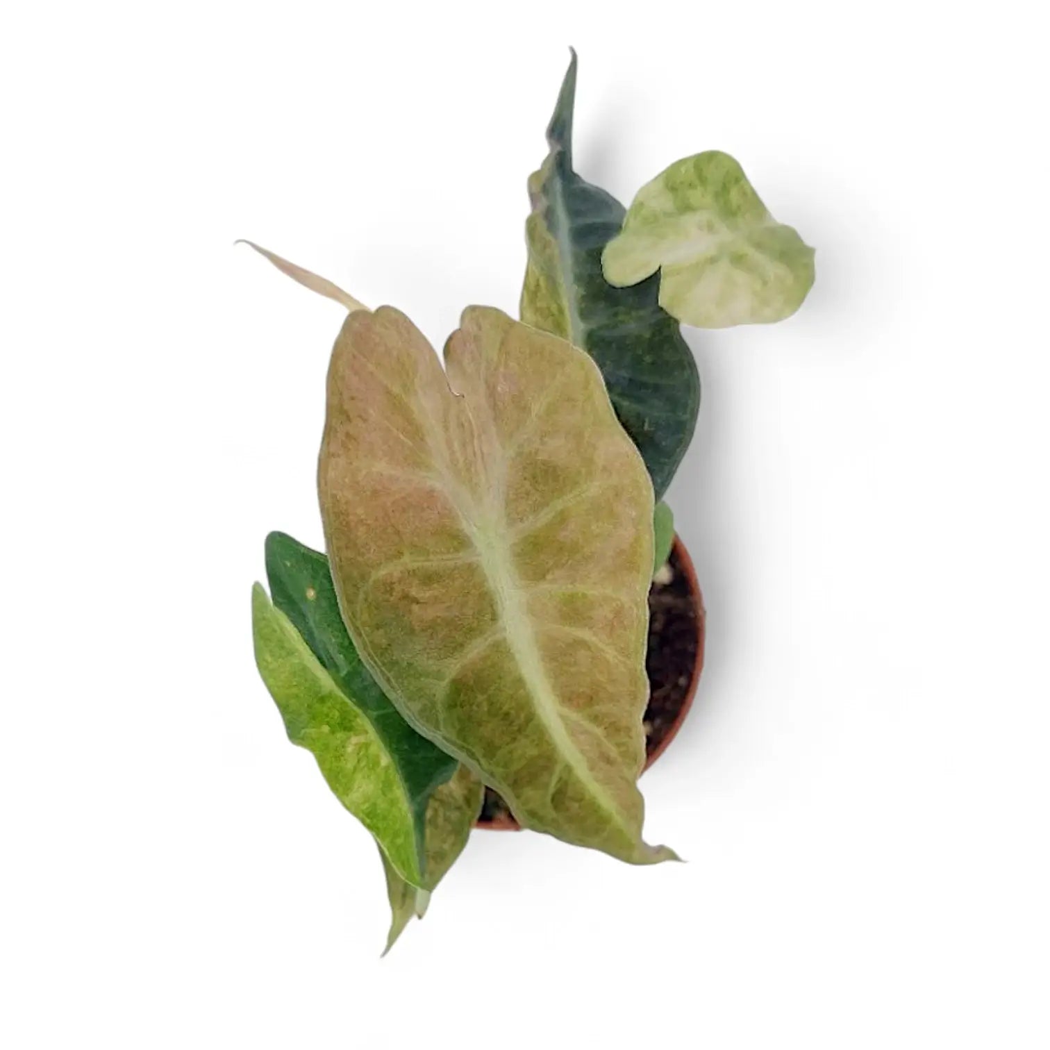 Alocasia 'Polly' variegata aurea potted plant in nursery pot on white background.