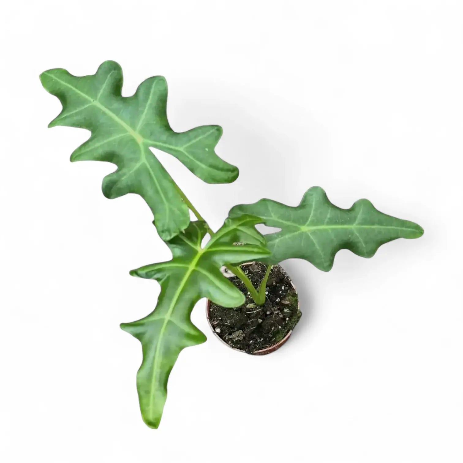 Alocasia portei potted plant in nursery pot on white background.