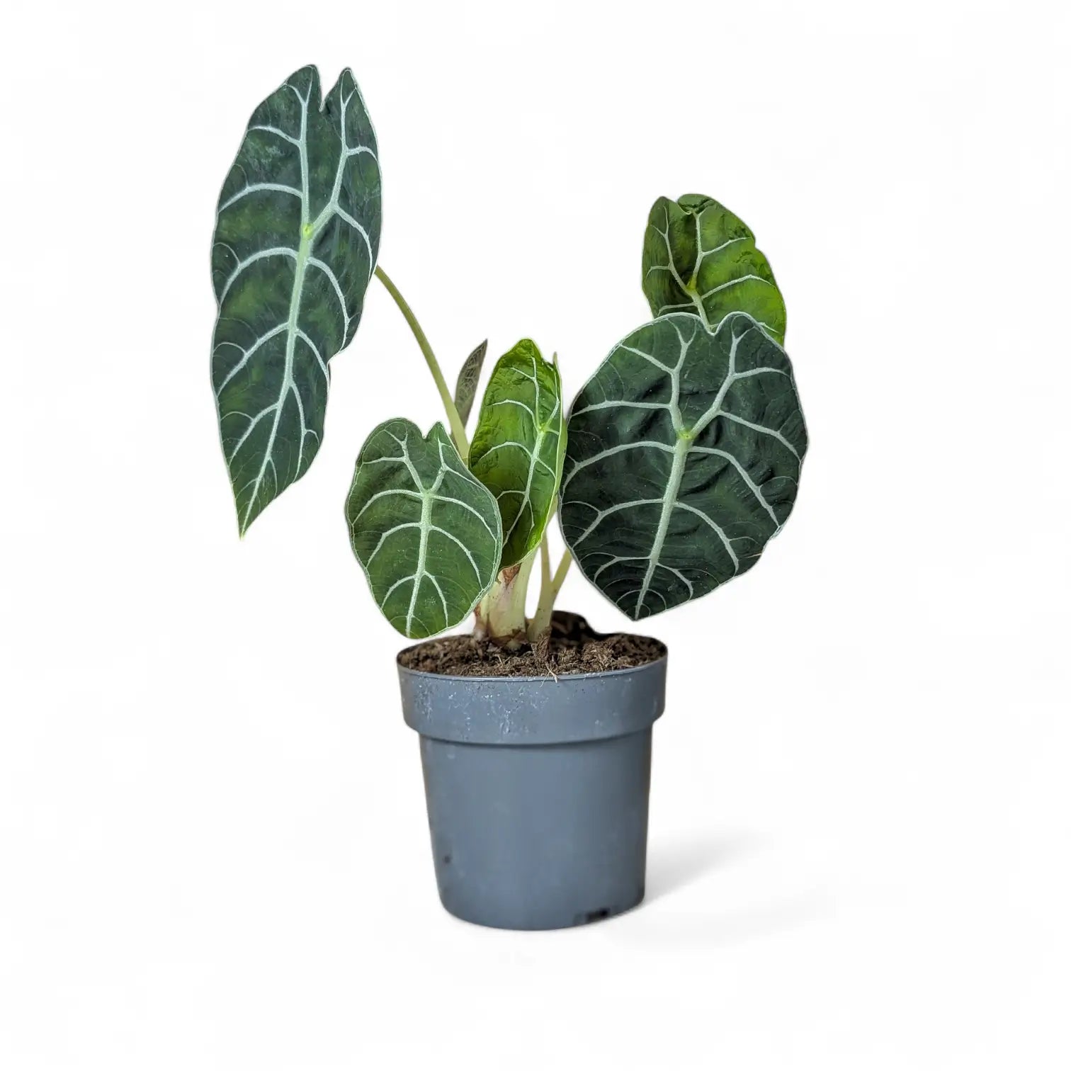 Alocasia 'Prince of Curup' potted plant in nursery pot on white background.