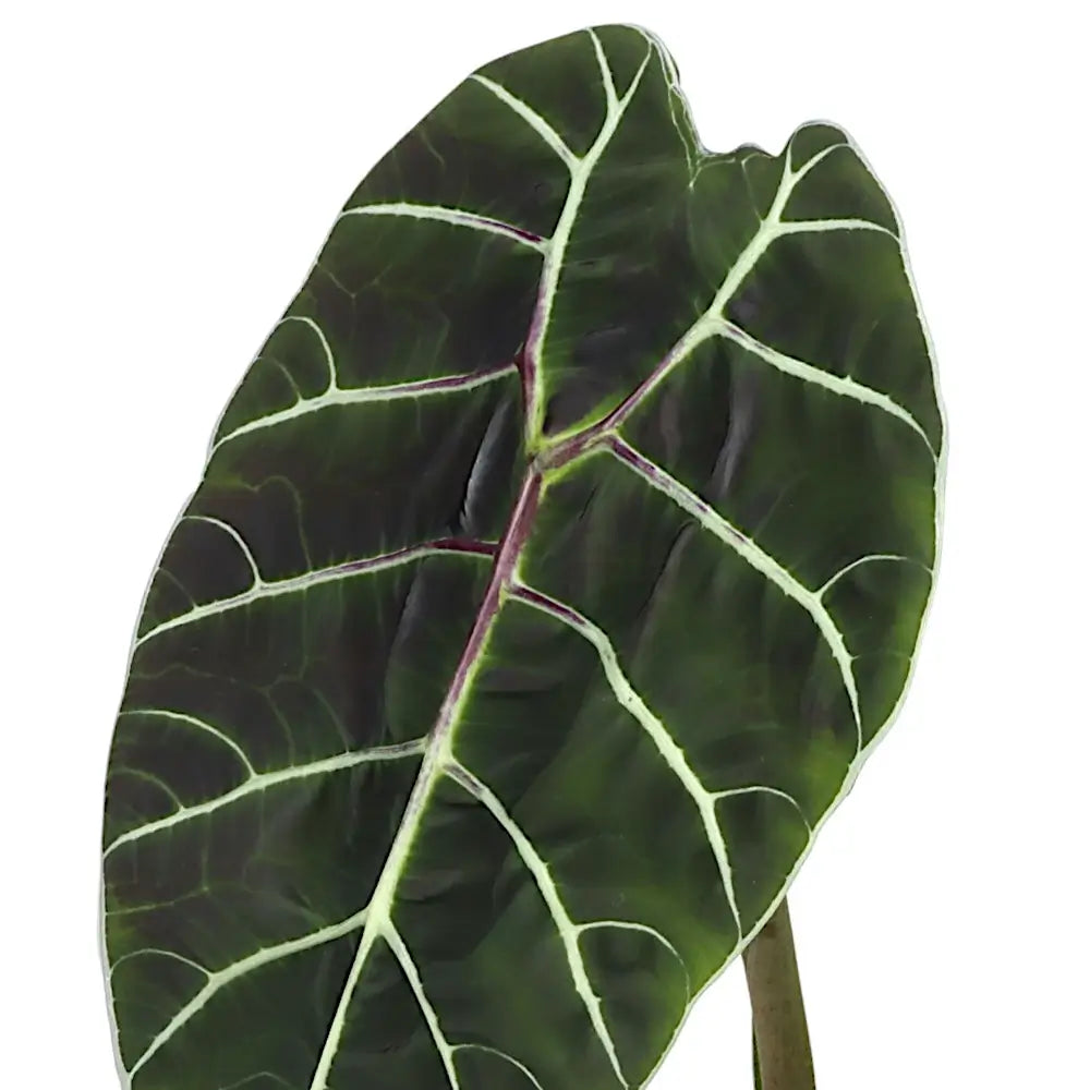 Alocasia 'Prince of Curup' potted plant in nursery pot on white background.