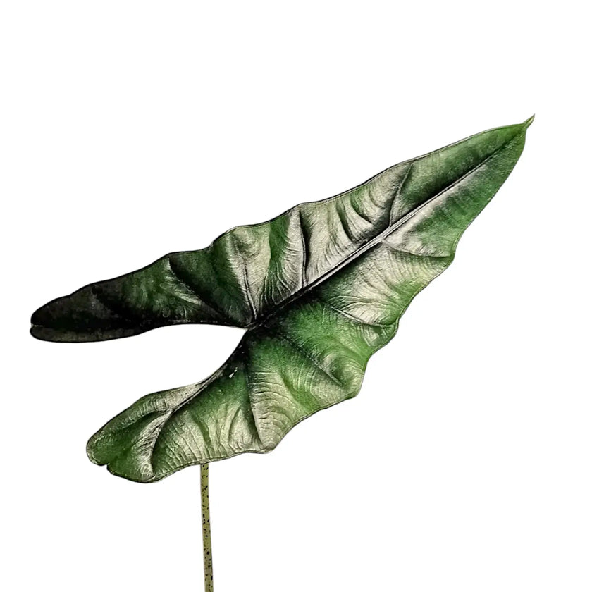 Alocasia princeps close-up of leaf on white background.