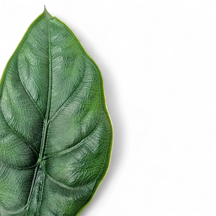 Alocasia puncakborneensis leaf close-up on white background.