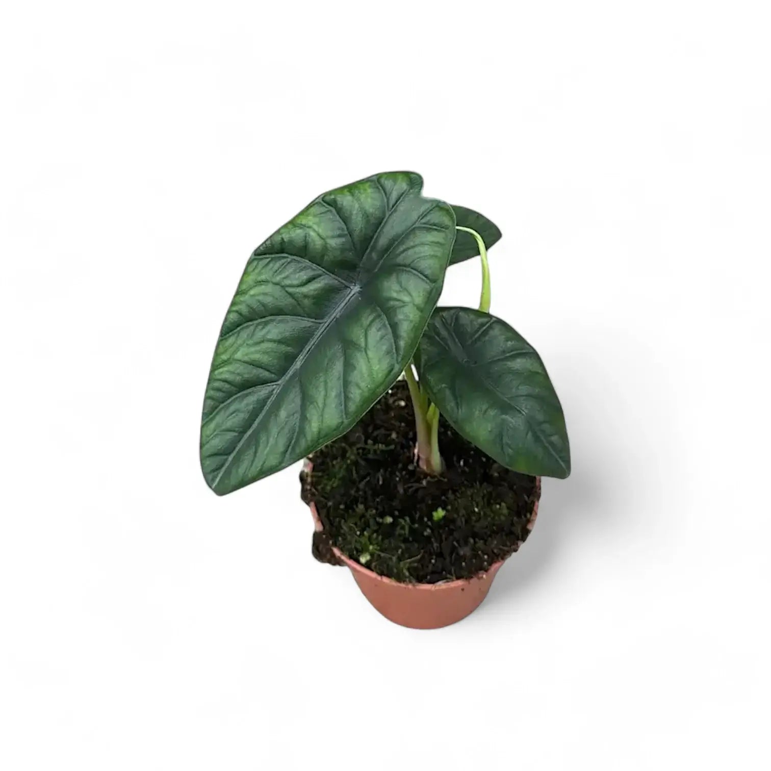 Alocasia puncakborneensis potted plant in nursery pot on white background.