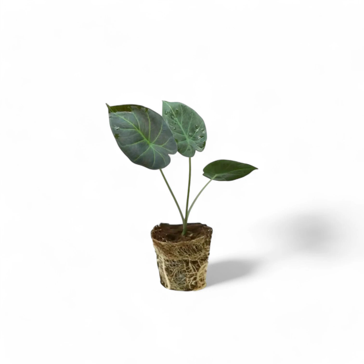 Alocasia 'Regal Shields' strter plant in a plug on white background.