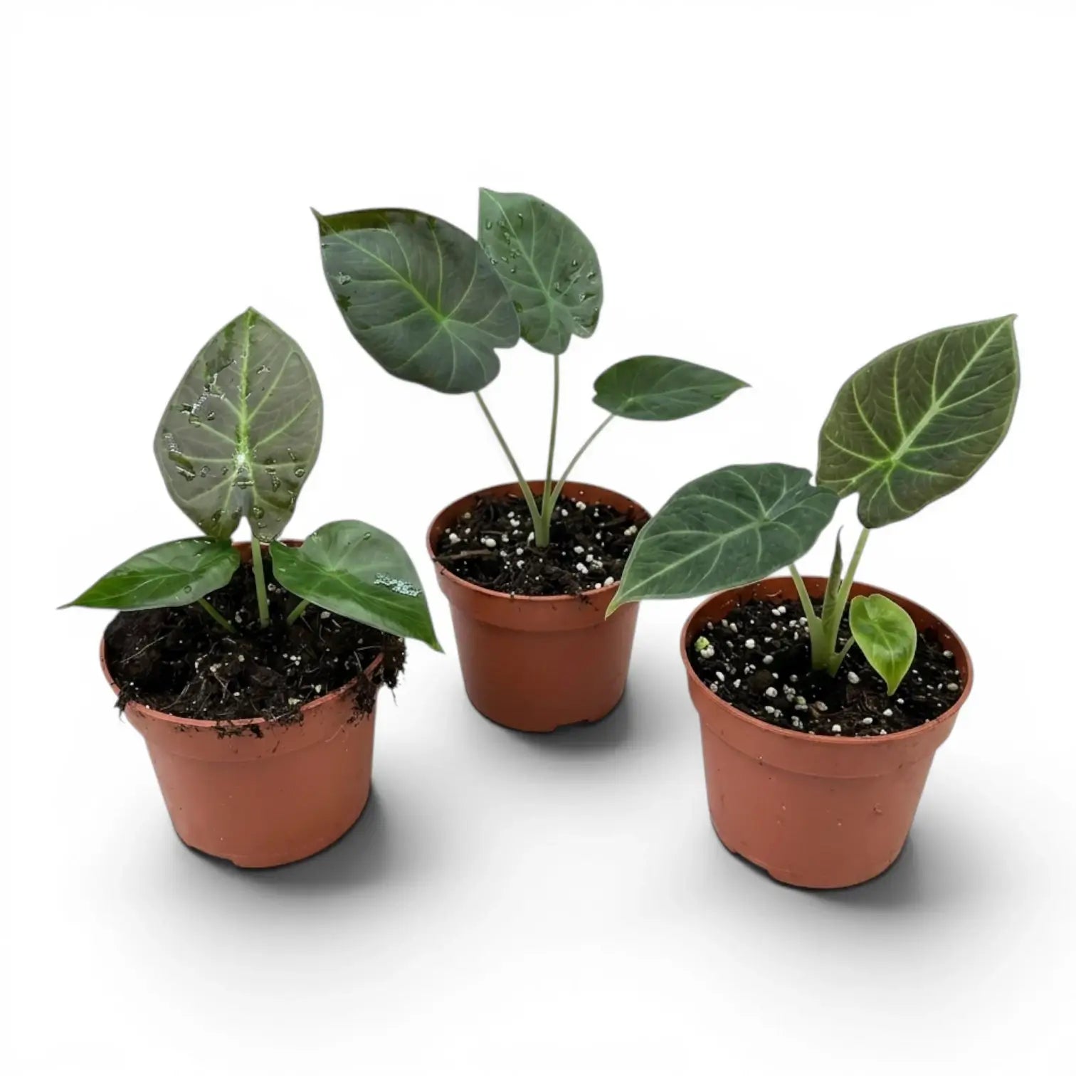 Kleine Jungpflanze von Alocasia Regal Shields im Anzuchttopf vor weißem Hintergrund
