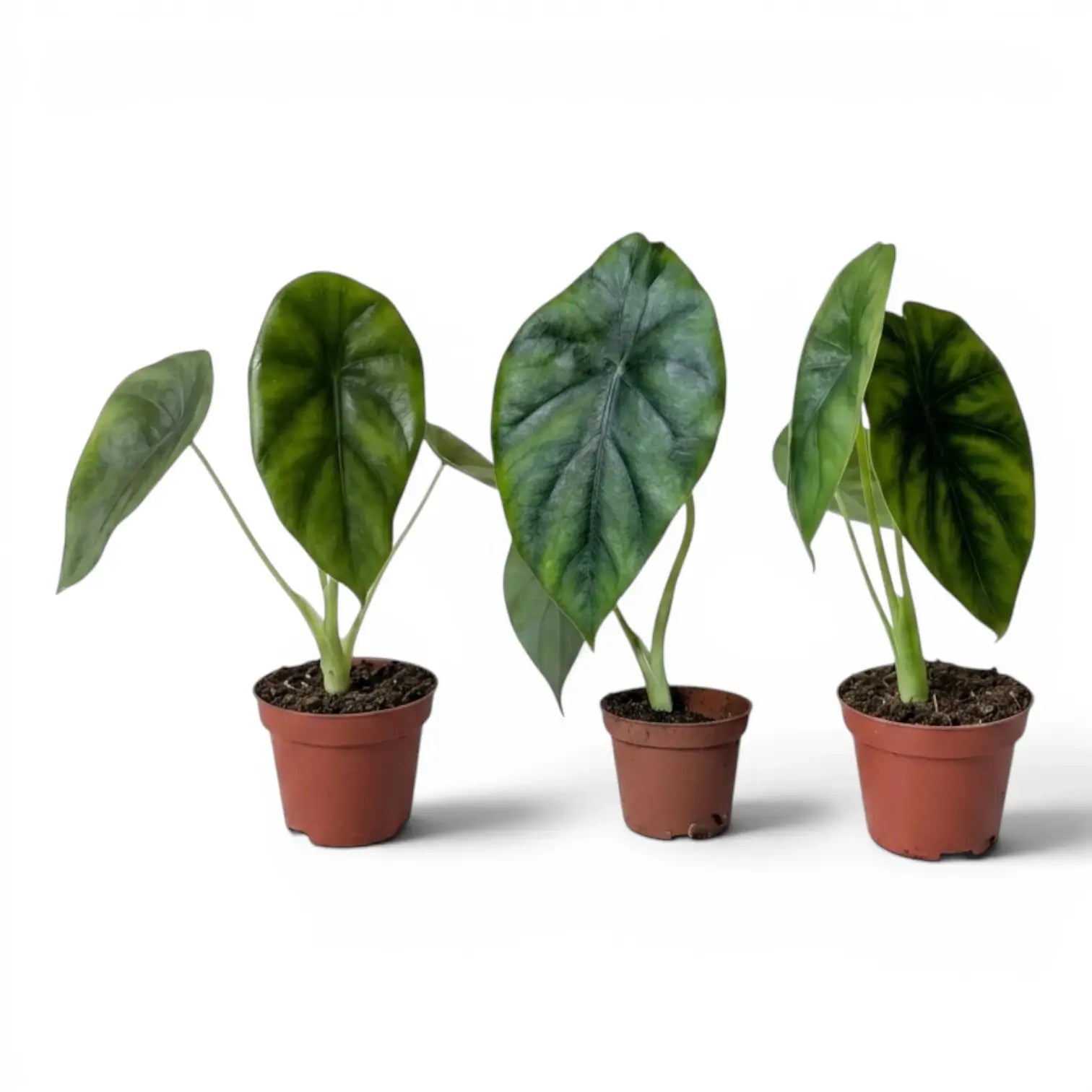 Kleine Jungpflanze von Alocasia Regal Shields im Anzuchttopf vor weißem Hintergrund