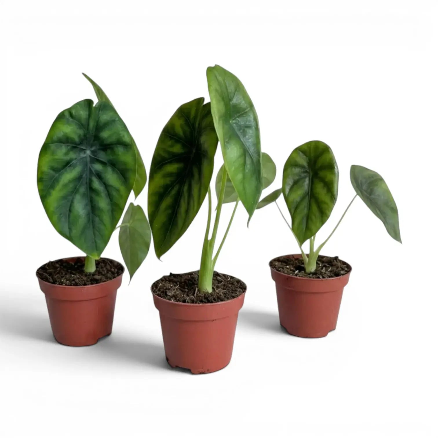Kleine Jungpflanze von Alocasia Regal Shields im Anzuchttopf vor weißem Hintergrund