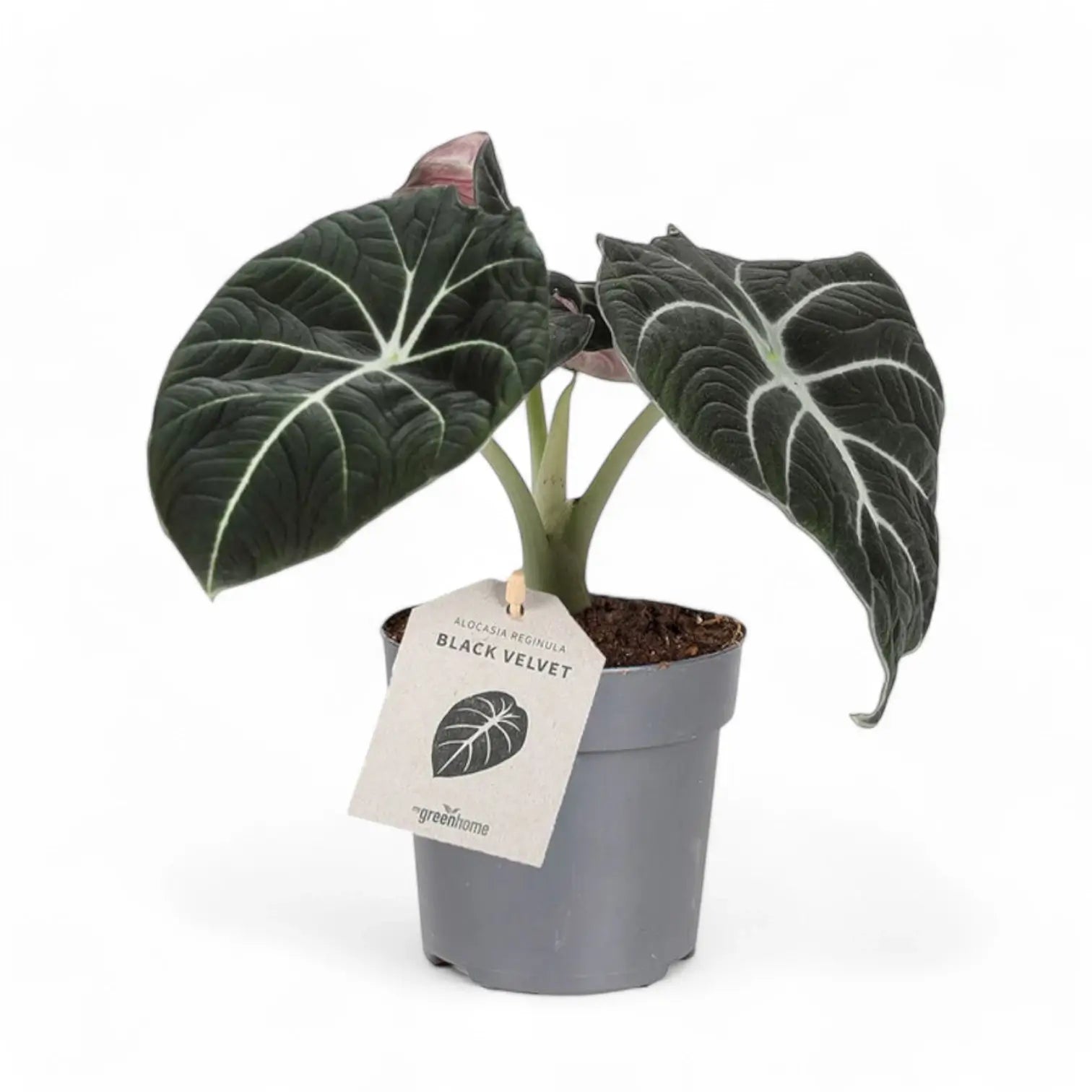 Alocasia reginula 'Black velvet' – Topfpflanze im Kulturtopf vor weißem Hintergrund, Produktfoto 10.