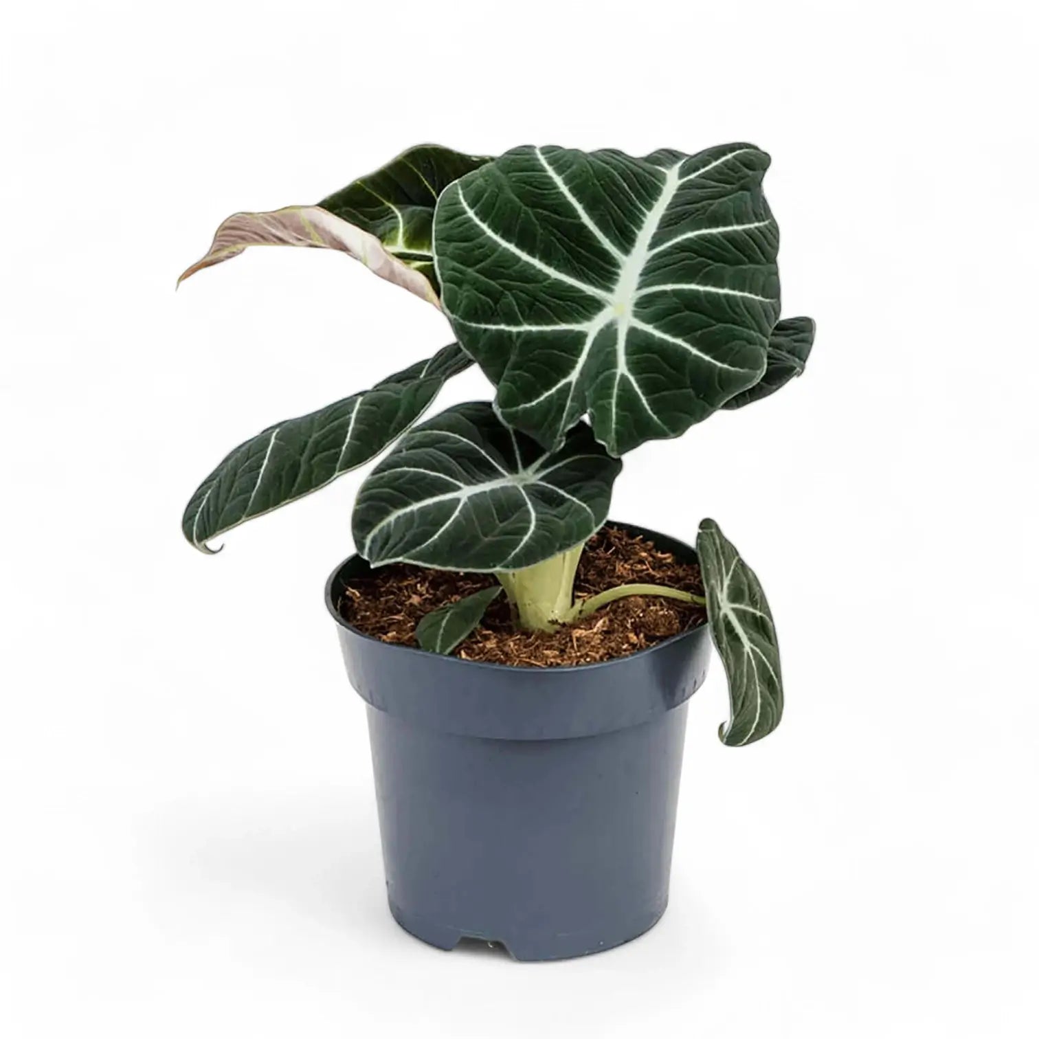 Alocasia reginula 'Black velvet' – Topfpflanze im Kulturtopf vor weißem Hintergrund, Produktfoto 12.
