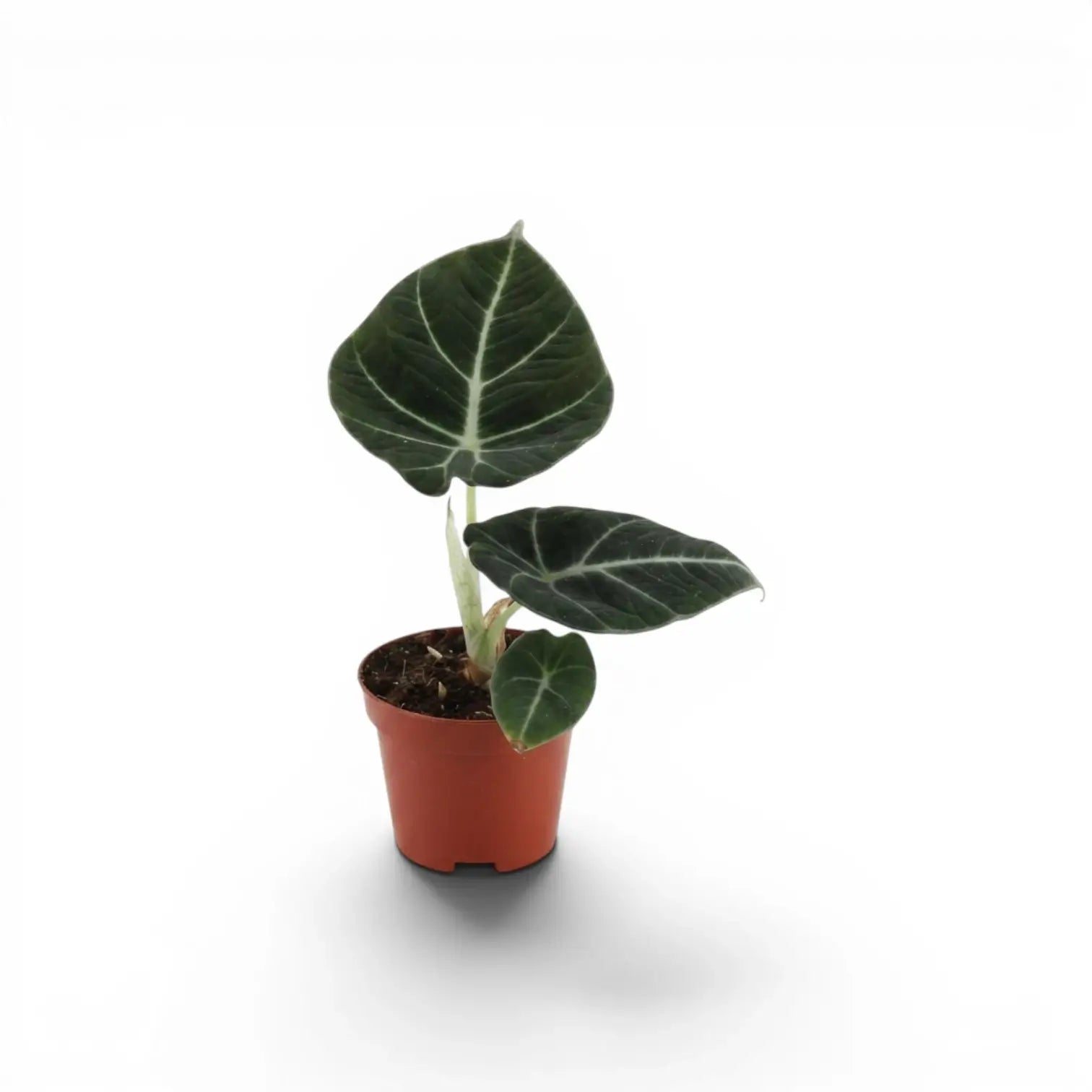 Jungpflanze von Alocasia reginula Black Velvet mit strukturierten, fast schwarzen Blättern und kontrastreichen Adern im Anzuchttopf vor weißem Hintergrund