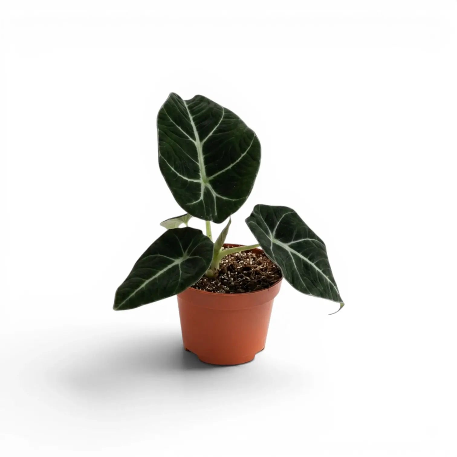 Jungpflanze von Alocasia reginula Black Velvet mit strukturierten, fast schwarzen Blättern und kontrastreichen Adern im Anzuchttopf vor weißem Hintergrund