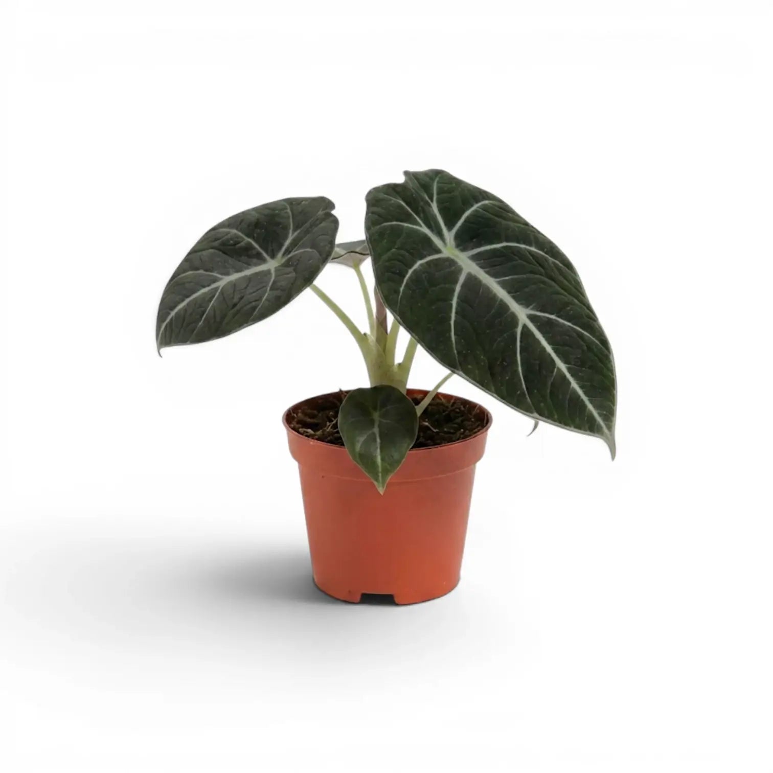 Jungpflanze von Alocasia reginula Black Velvet mit strukturierten, fast schwarzen Blättern und kontrastreichen Adern im Anzuchttopf vor weißem Hintergrund
